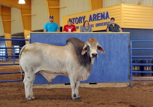 SAU Bull Jam Danger Zone