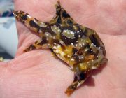 Marine Biology Sargassum Fish